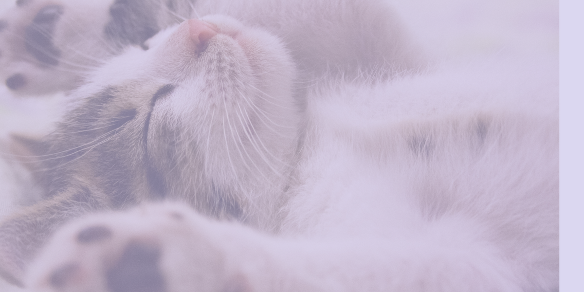 Cómo crear un rincón de descanso digno para tu gata, según las guías veterinarias