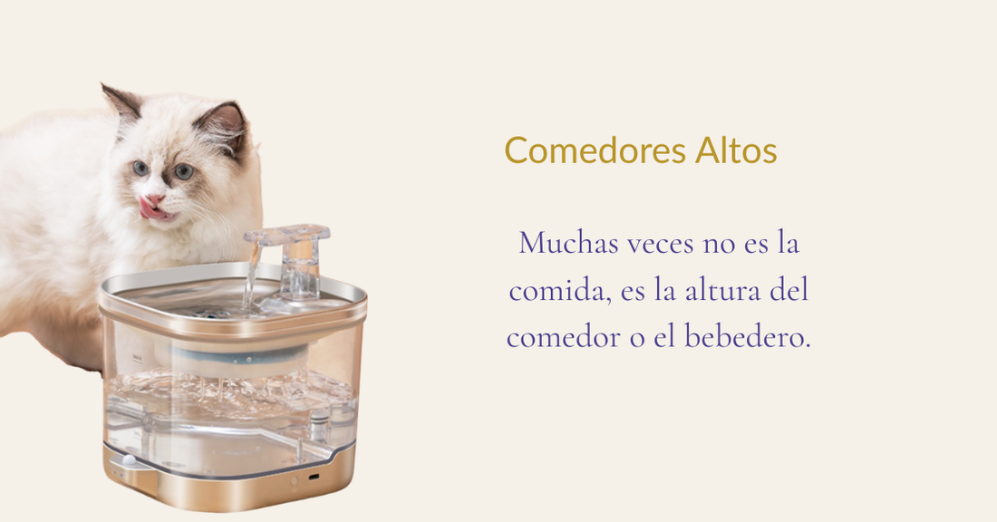 Comederos elevados para gatas: qué dice realmente la evidencia sobre la digestión felina