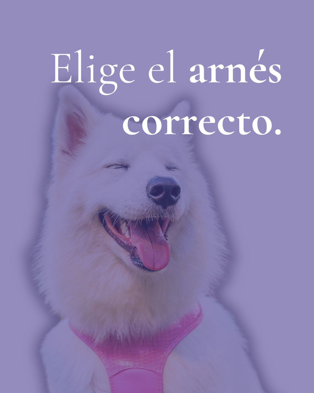 El mejor arnes para perros pequeños en España: lo que nadie te explica.