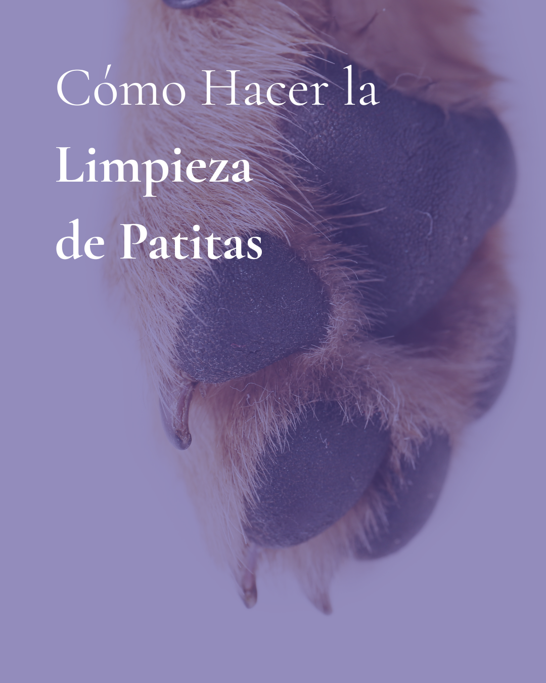 Imagen introductoria de cómo hacer limpieza de patitas 