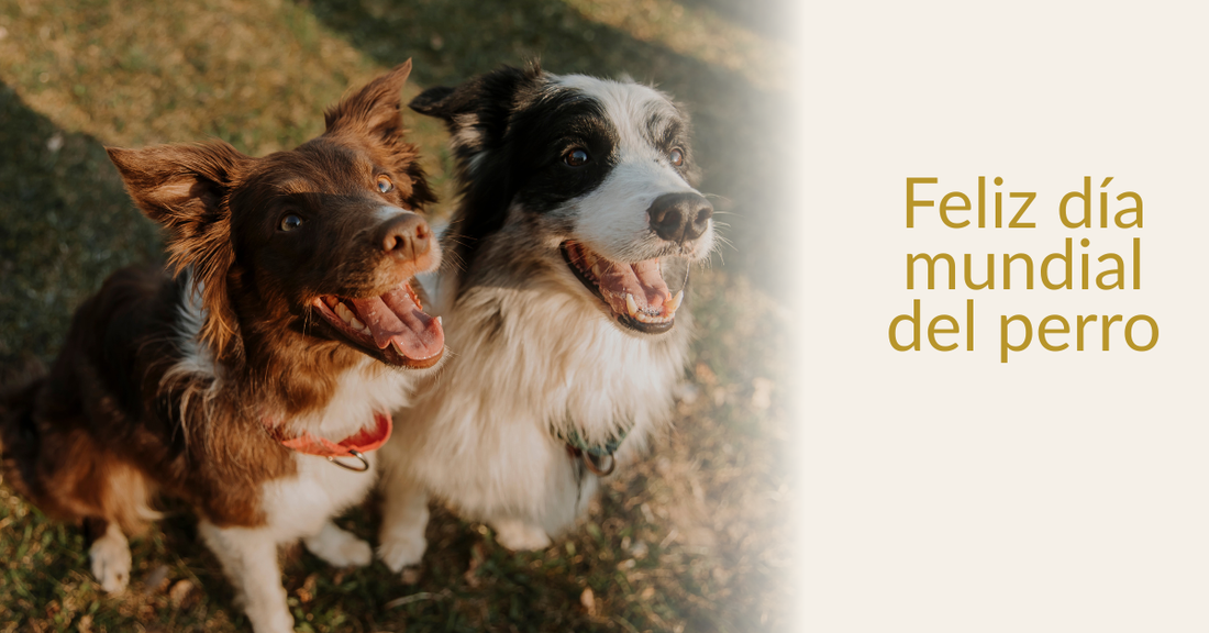 Dos perros alegres y el mensaje principal del post: Feliz día mundial del perro