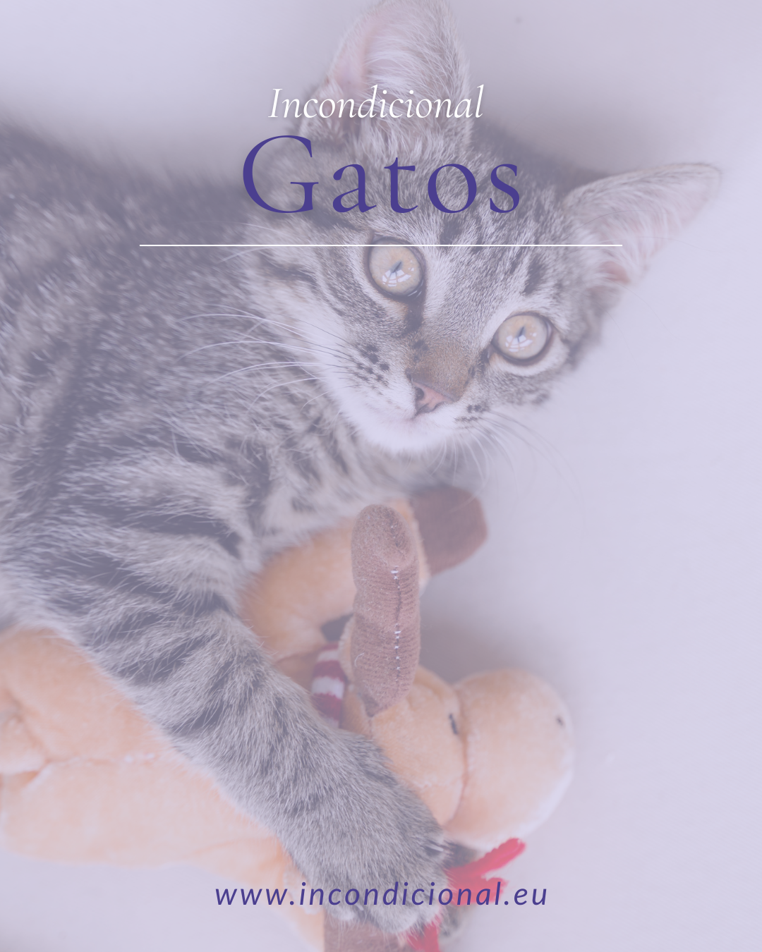 Para Gatos