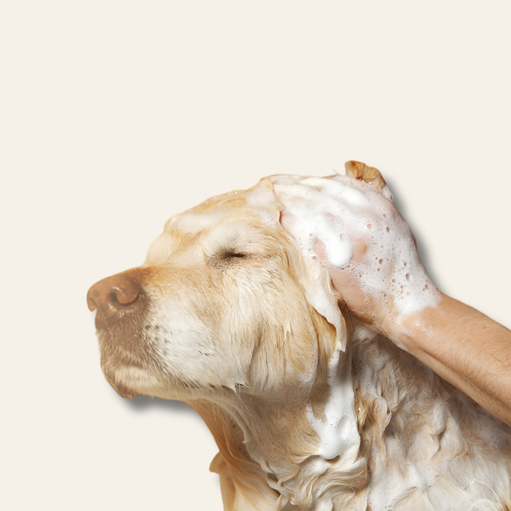 Cepillo de baño 2 en 1 para perros con depósito de champú integrado